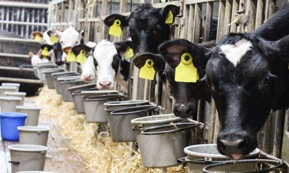 Black and white calves in a line feeding from buckets
